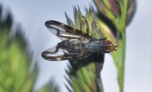 Otites lamed
